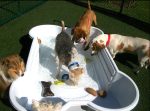 bonepool 6