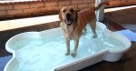 bonepool 8