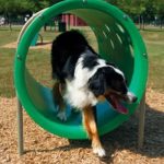 doggie crawl