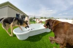 one dog one bone 2