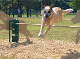 Dog Park Equipment
