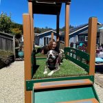 kennel club playground bridge
