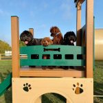 kennel club playground set