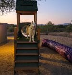 Kennel Club Playground