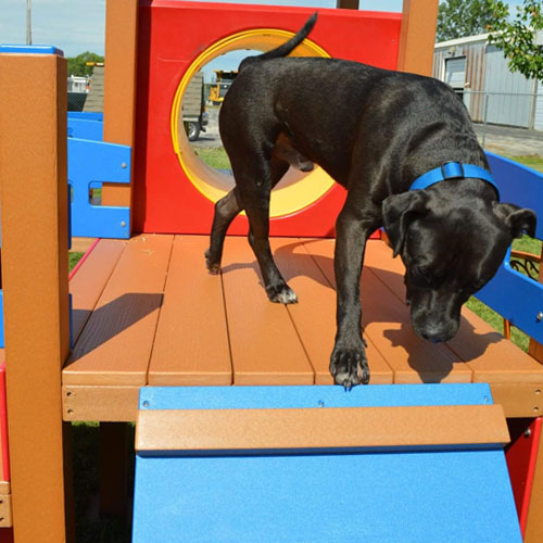 Luxury Outdoor Canine Furniture : dog lounge
