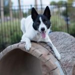 rustic dog log tunnel