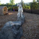 rustic dog stepping stone