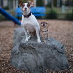 rustic dog stepping stones kit