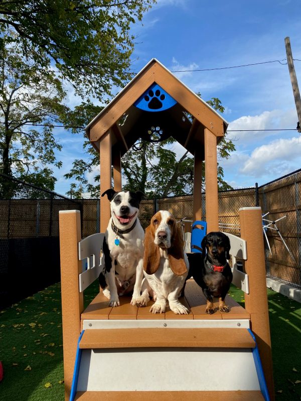 Deluxe K9 Kennel Club Playground with Rattle Bridge - TerraBound Solutions  Inc.