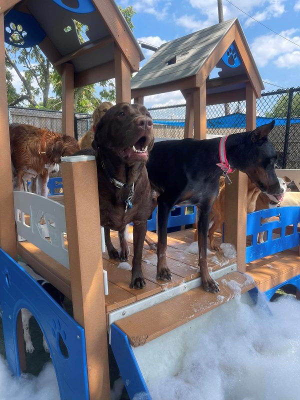 Deluxe K9 Kennel Club Playground with Rattle Bridge - TerraBound Solutions  Inc.