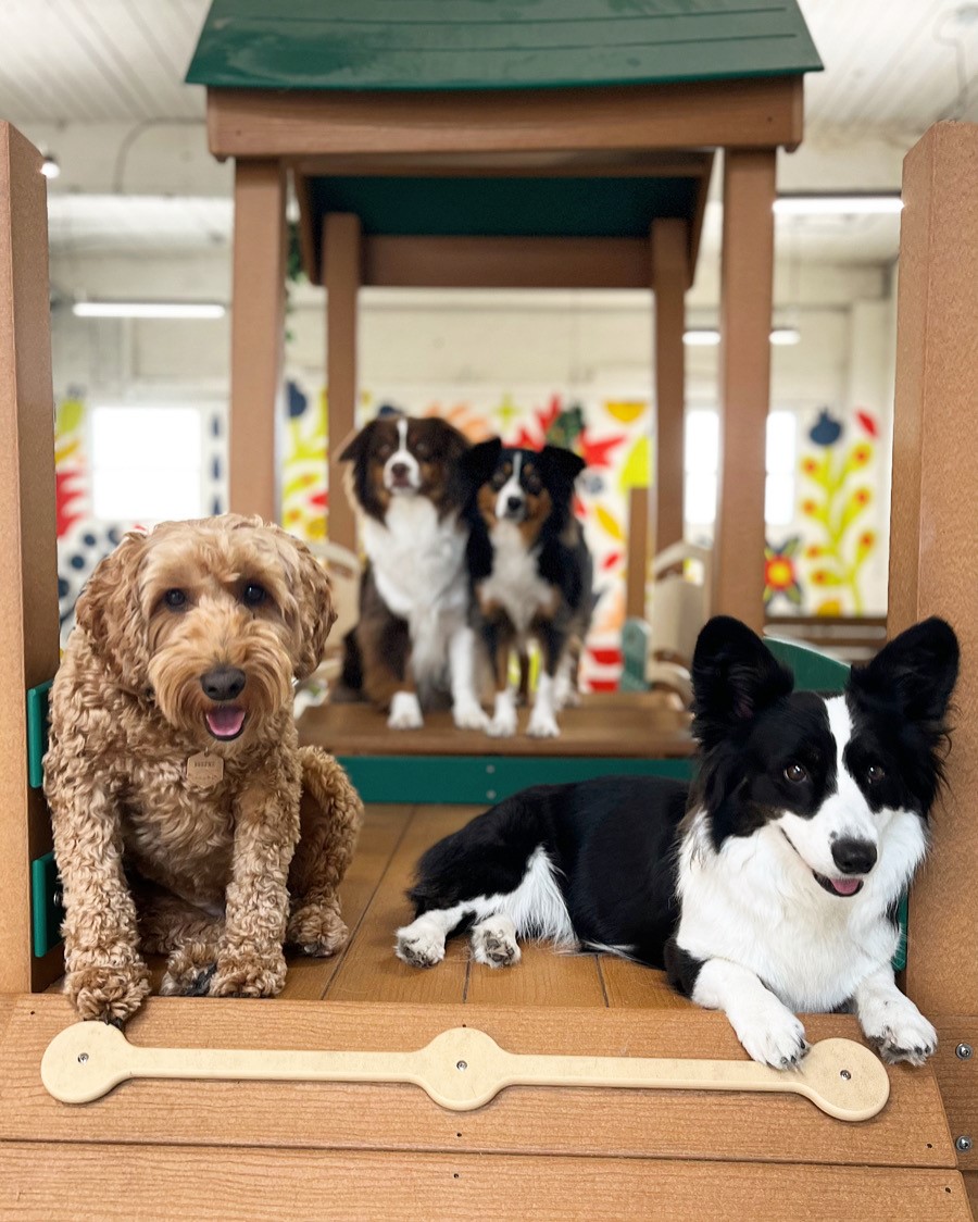 Deluxe Kennel Club Playground - TerraBound Solutions Inc.