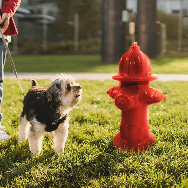 BAGS ON BOARD FIRE HYDRANT AND 30 POOP BAGS NEW IN PACKAGE