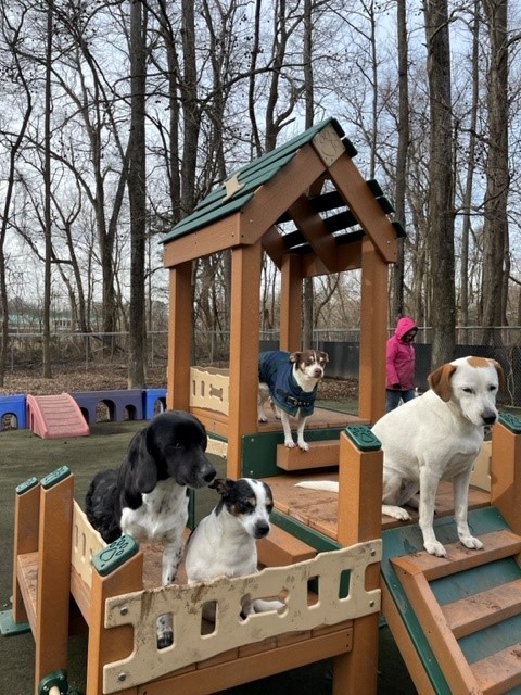 Deluxe K9 Kennel Club Playground with Rattle Bridge - TerraBound Solutions  Inc.