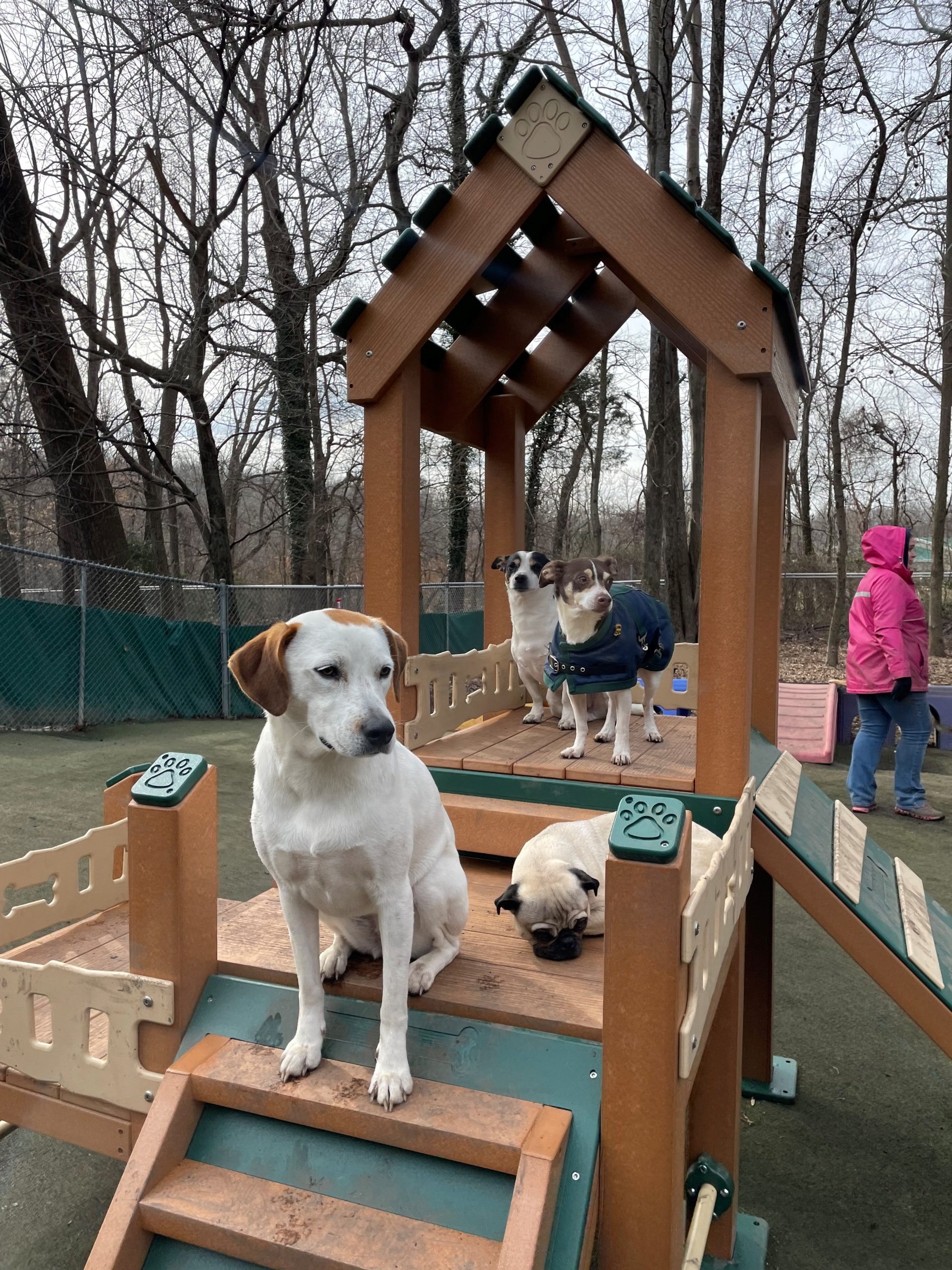 Stepping Paws Dog Exercise Equipment