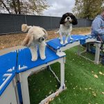 Bark Bloxx 4