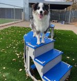 Bark Bloxx 4