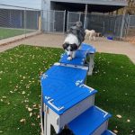 Bark Bloxx 4