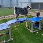 Bark Bloxx 4