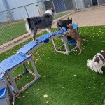 Bark Bloxx 4