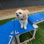 Bark Bloxx 4