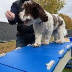 Bark Bloxx 4