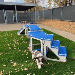 Bark Bloxx 4