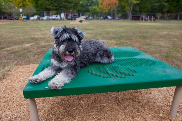 Paws / Grooming Table