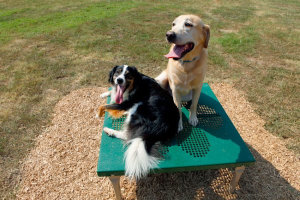 Paws / Grooming Table