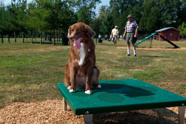 Paws / Grooming Table